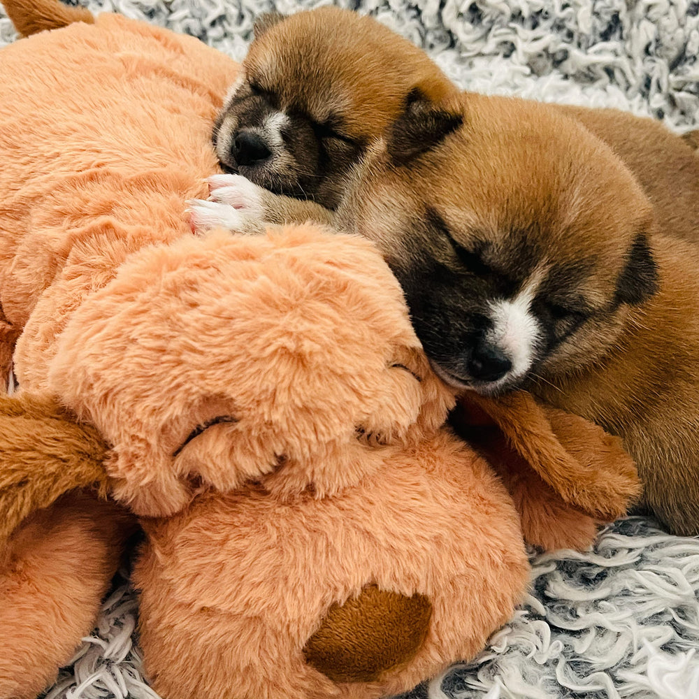 Snuggle Puppy crate training aid during naps and quiet moments