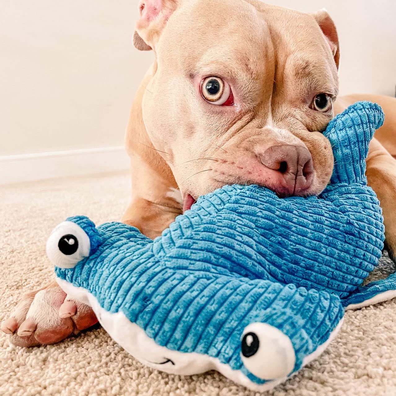 Snuggle Puppy Tender-Tuffs hammerhead shows TearBlok durability for extended play.