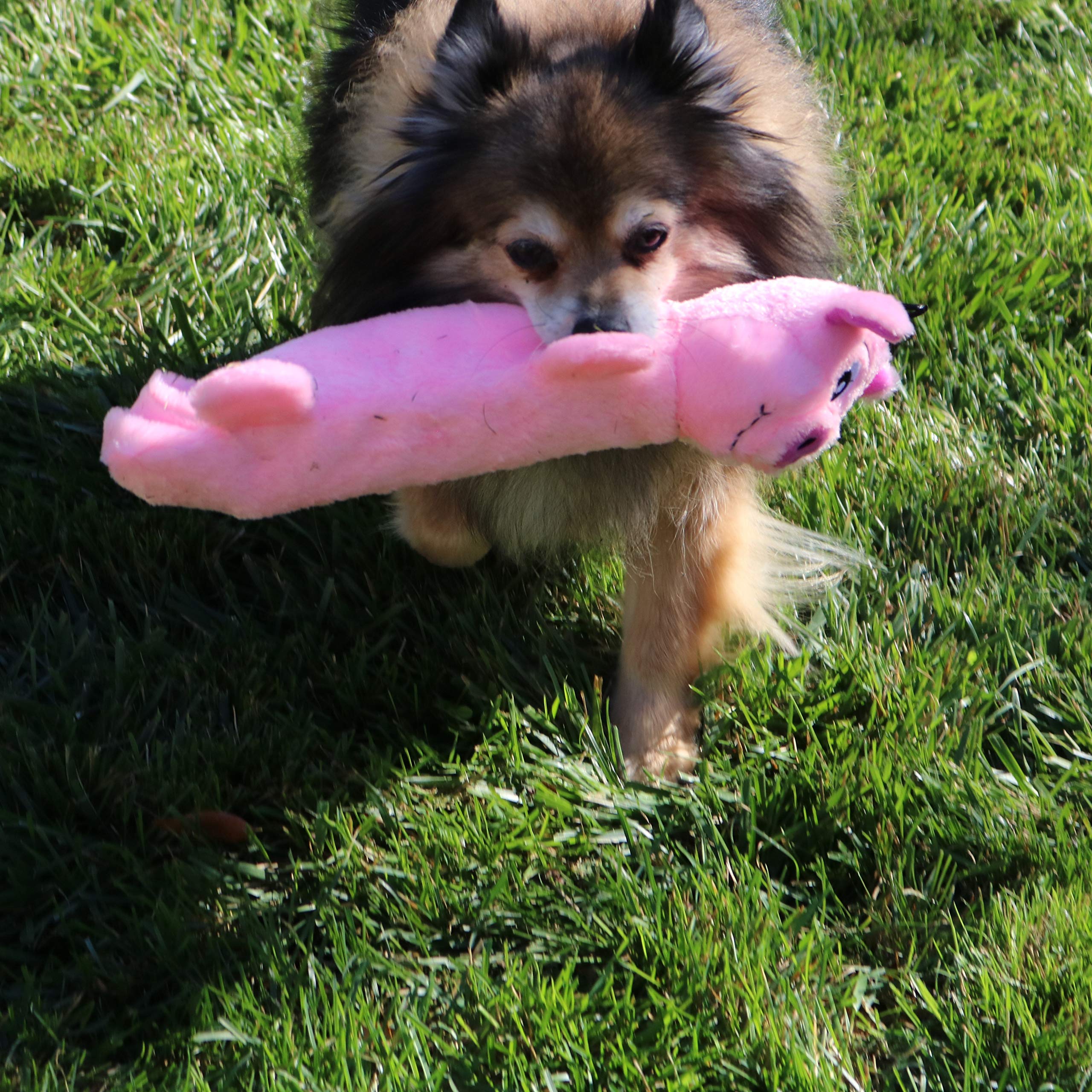 SnugglePuppy SmartPetLove interactive play session with dog and toy