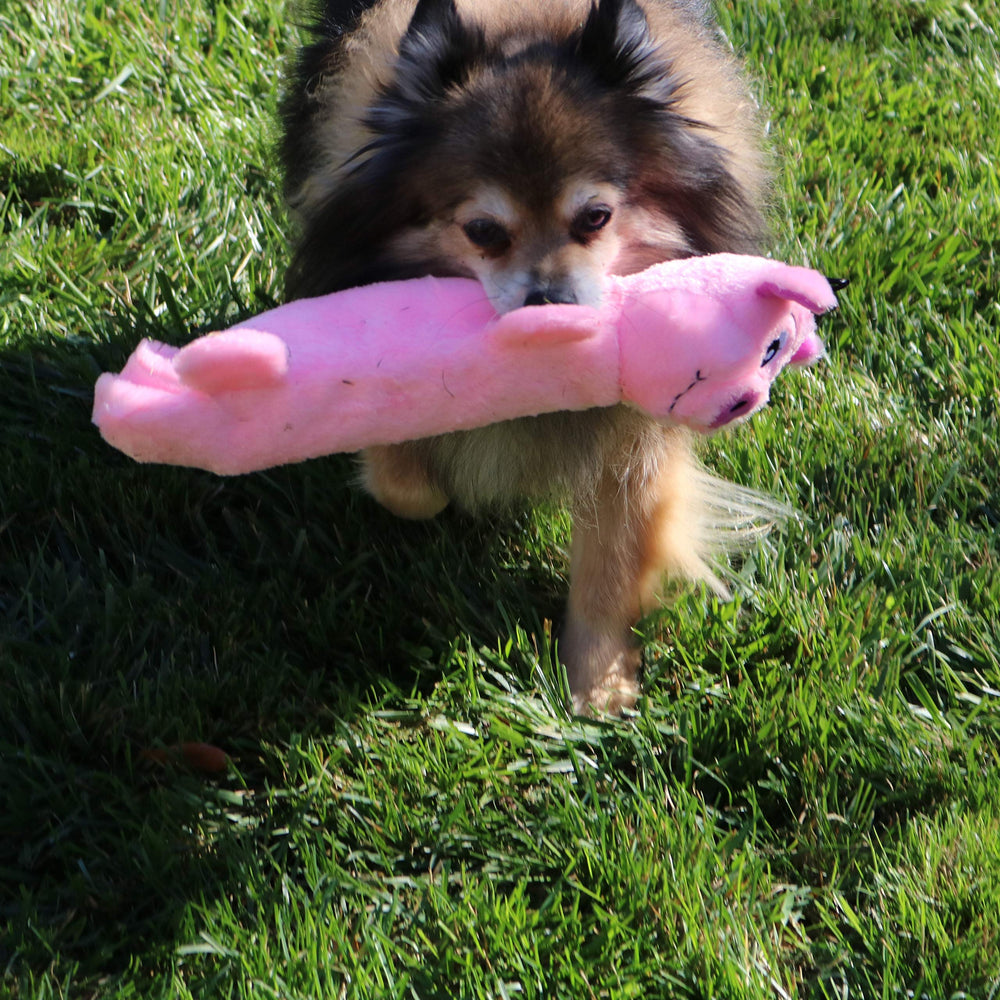 SnugglePuppy SmartPetLove interactive play session with dog and toy