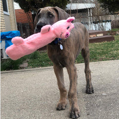 SnugglePuppy SmartPetLove puncture-resistant squeaker closeup highlighting durability