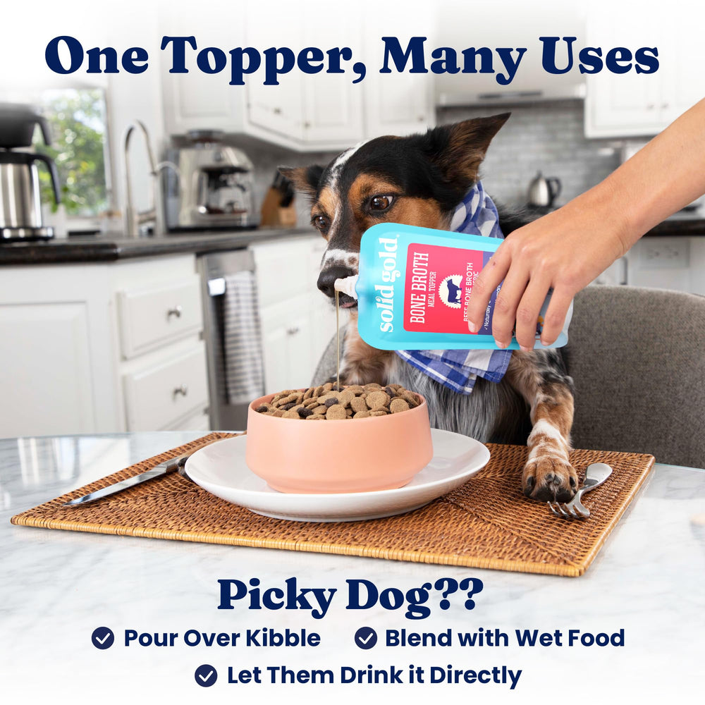 Solid Gold Beef Bone Broth dog enjoying a hearty meal