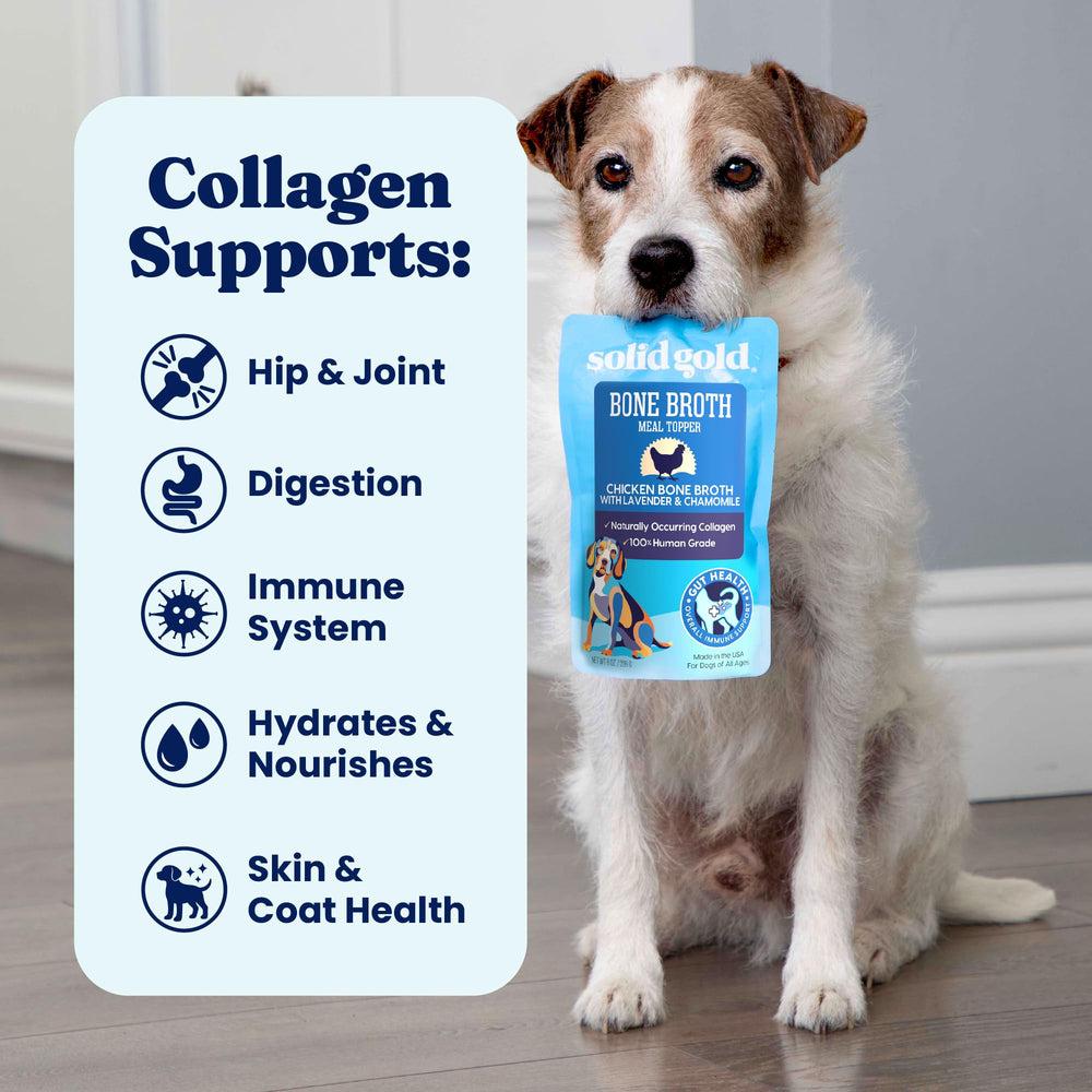 Solid Gold Chicken Bone Broth collagen boost supports joints during daily activity.