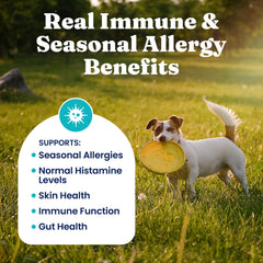 Solid Gold allergy relief chews ingredient highlights for gut and immune support