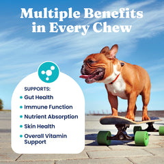 Solid Gold dog probiotic chew promotes gut health and nutrient absorption.