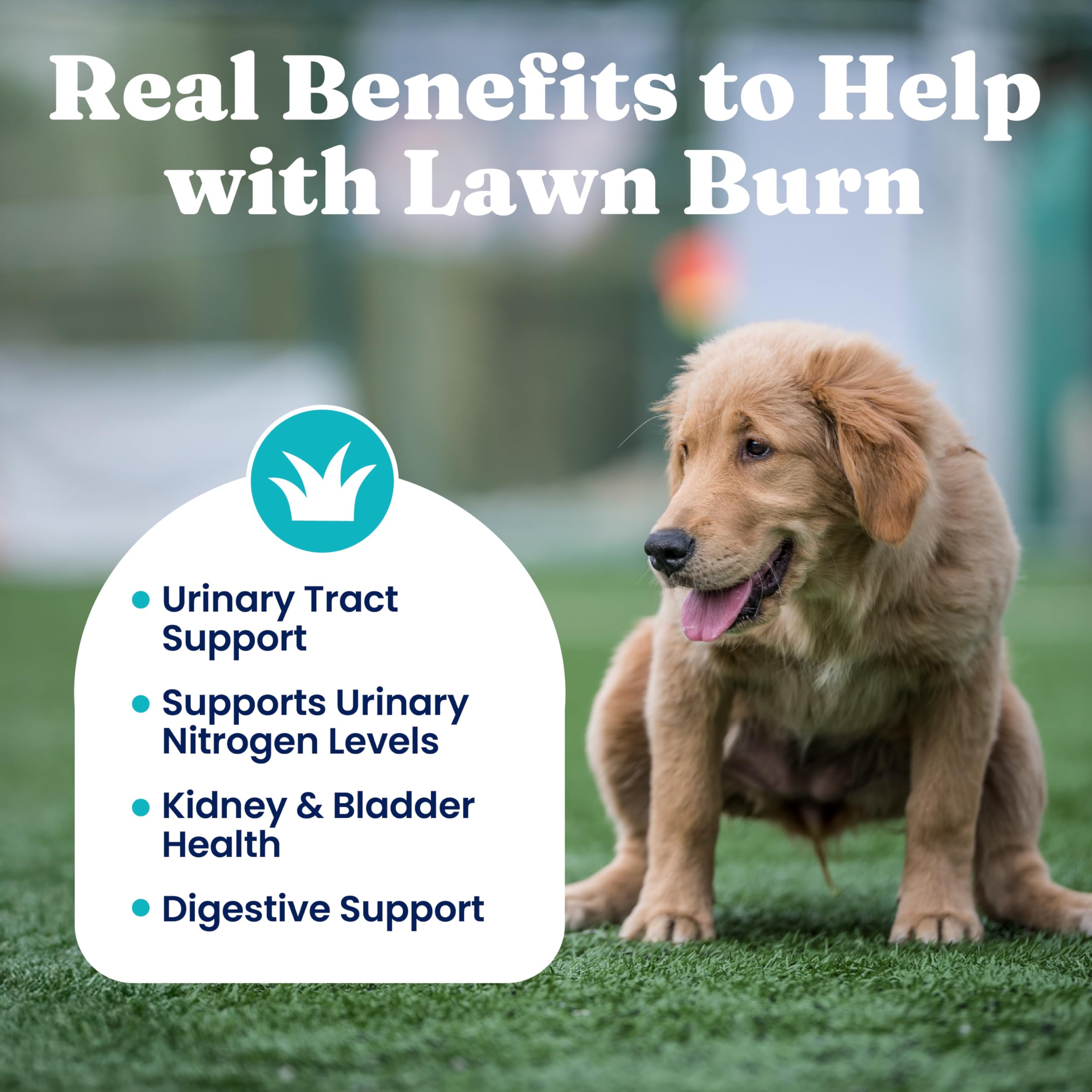 Solid Gold cranberry-apple vinegar chews for urinary support and lawn protection