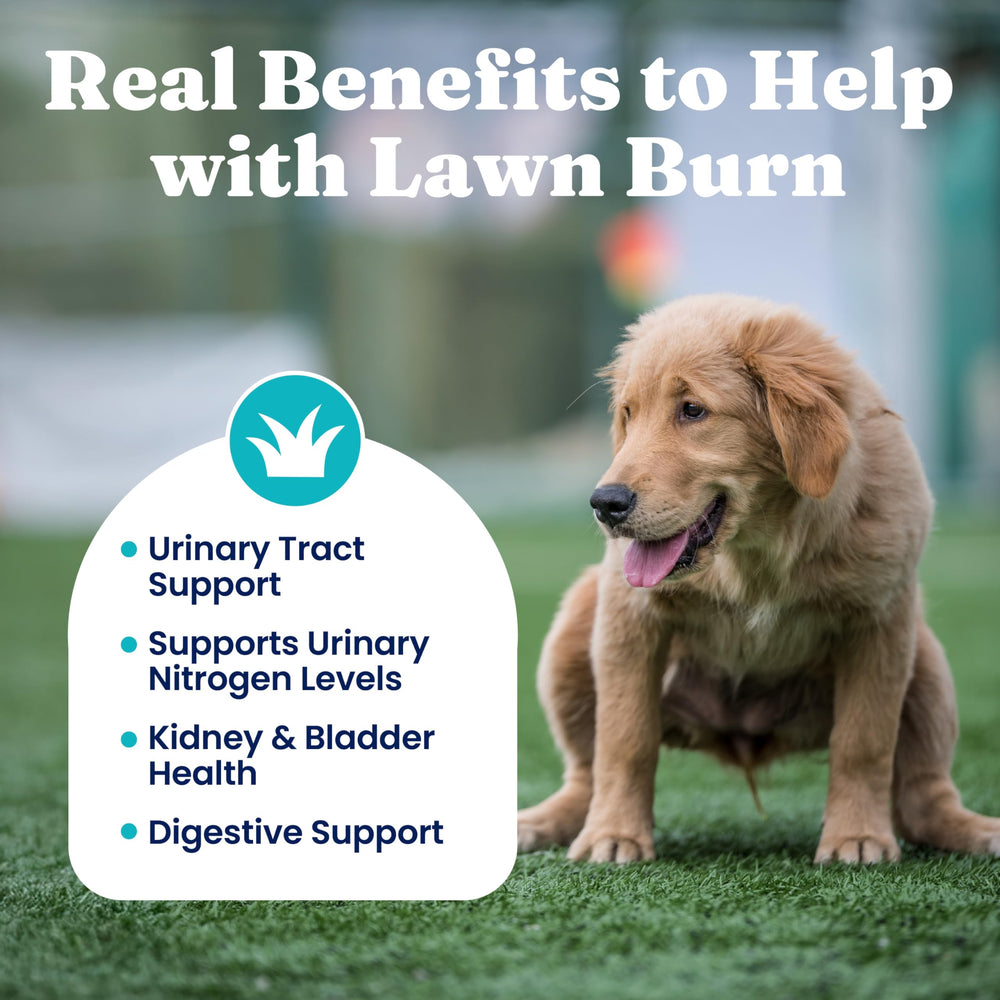 Solid Gold cranberry-apple vinegar chews for urinary support and lawn protection