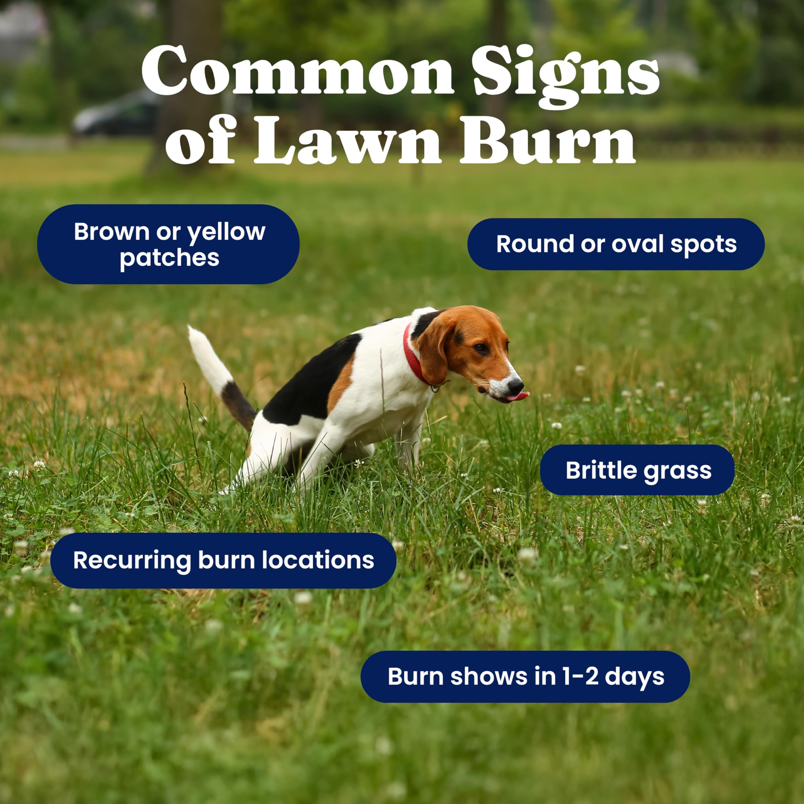 Solid Gold dog-pee repair chews on lawn showing greener grass