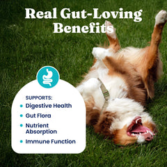 Solid Gold dog-probiotics 500-million-CFU panel signals potent gut support.