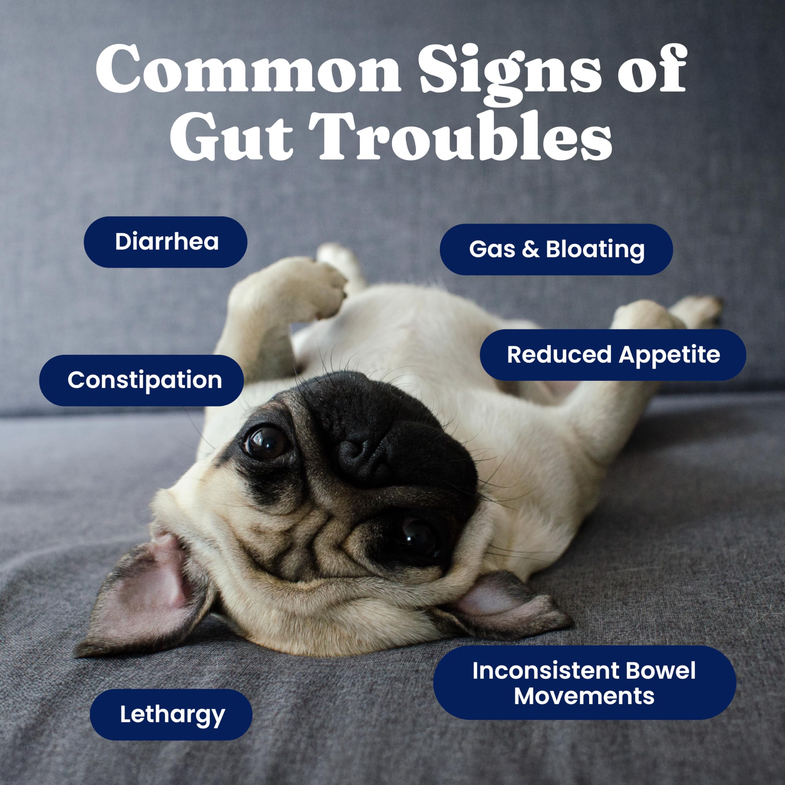Solid Gold probiotics label panel highlights ingredients and CFU counts for transparency.