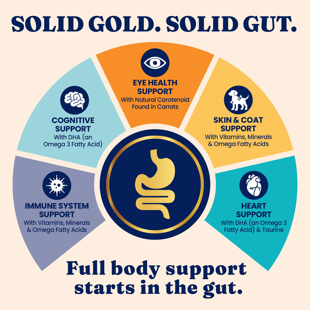 Solid Gold indoor-cat-window-scene highlighting coat health.