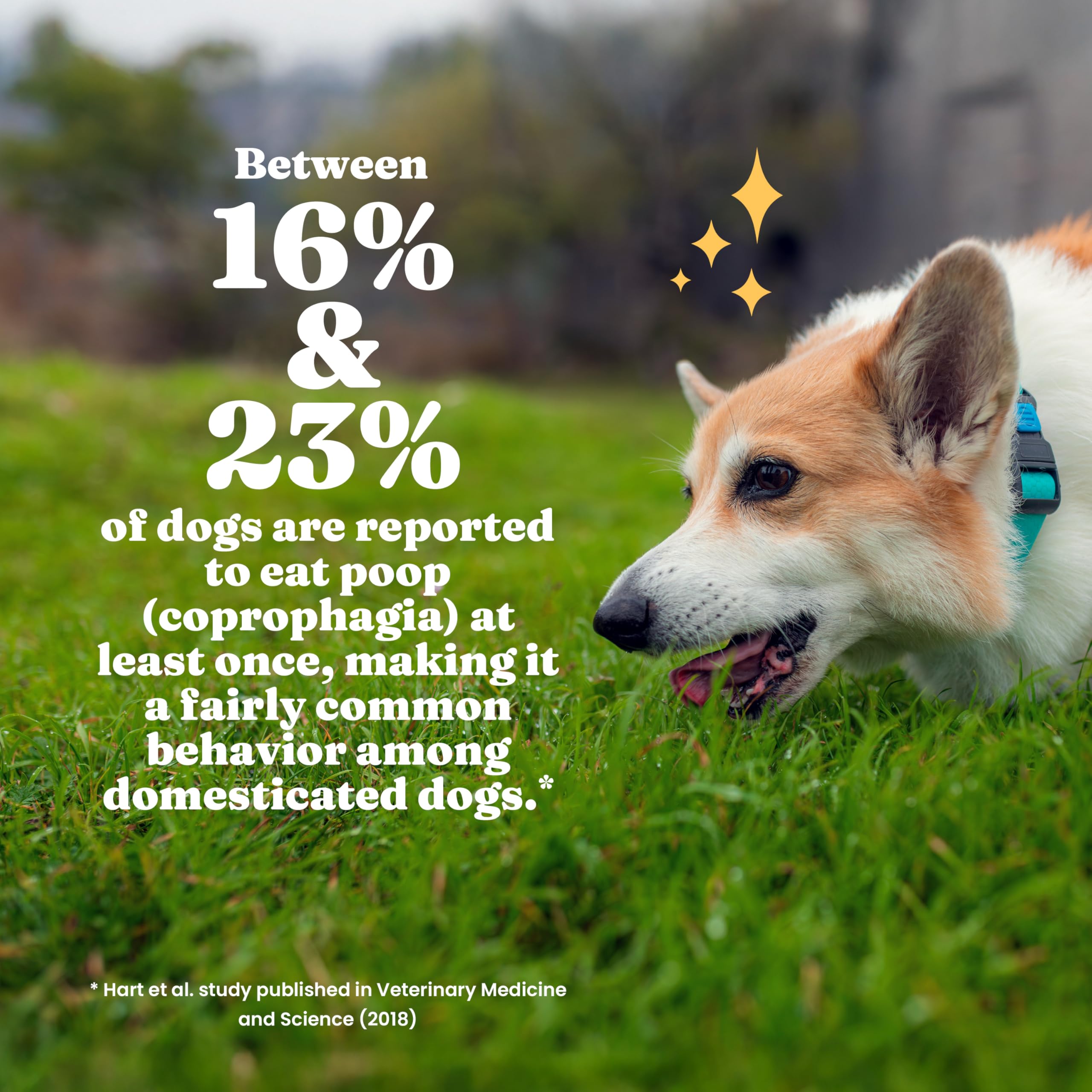 Solid Gold No Poo Chews for Dogs yucca ingredient reduces stool odor