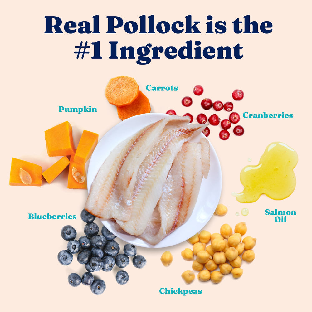 Solid Gold probiotic cat food supports gut health and digestion.