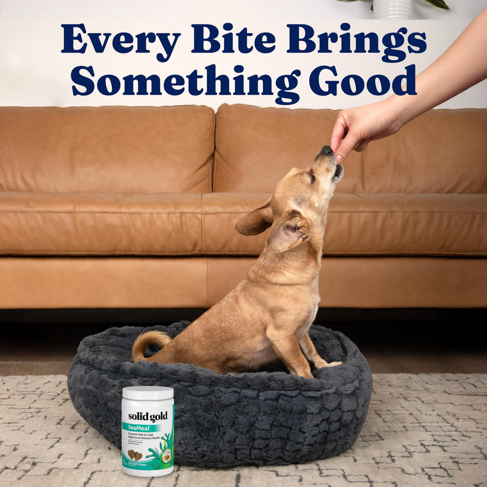 Solid Gold SeaMeal cat omega-3 image suggests indoor cat support.
