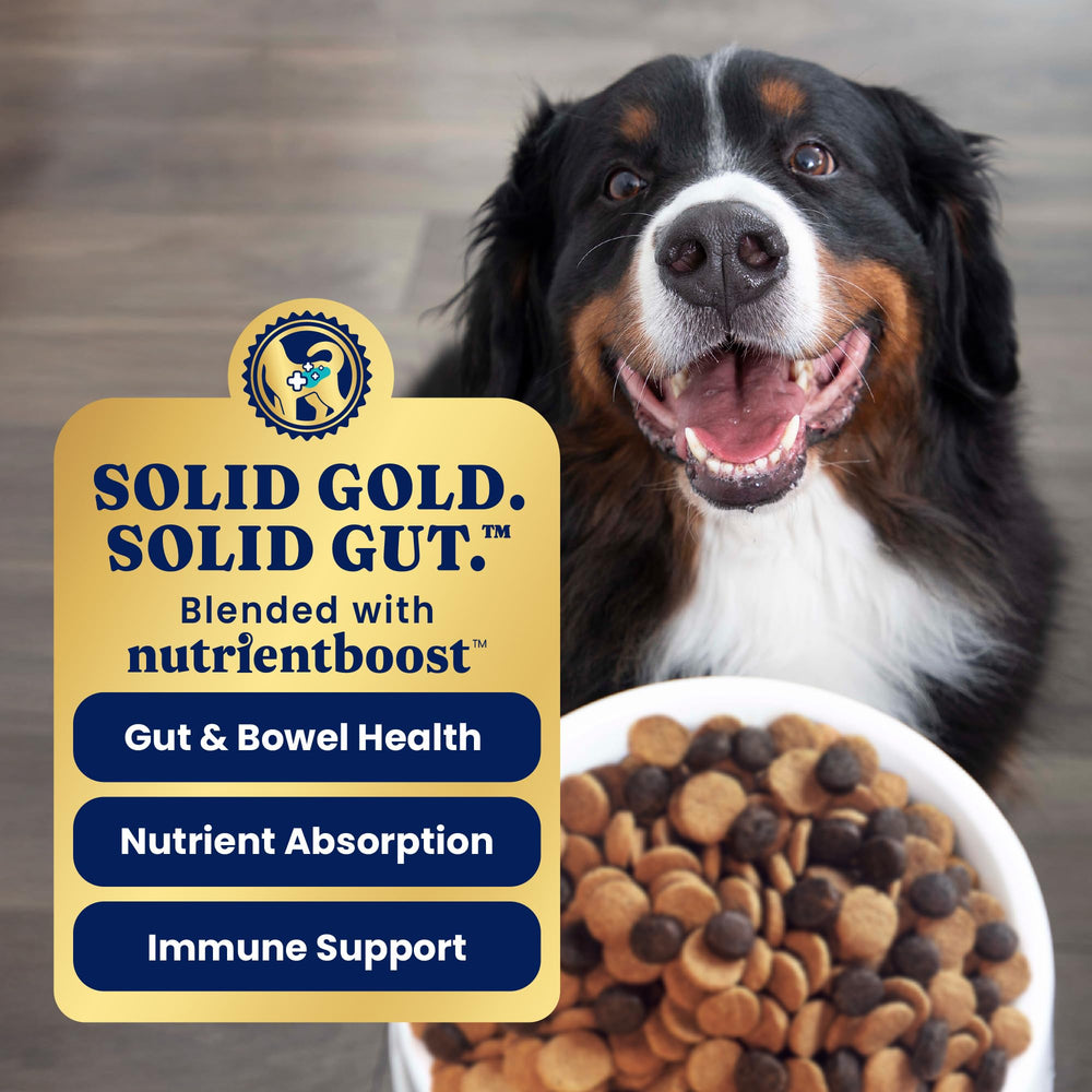 Solid Gold Whole grain kibble in a bowl conveys lasting energy.