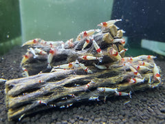 SoShrimp cholla wood with intricate hiding spots providing safe shelter for shrimp and small fish.