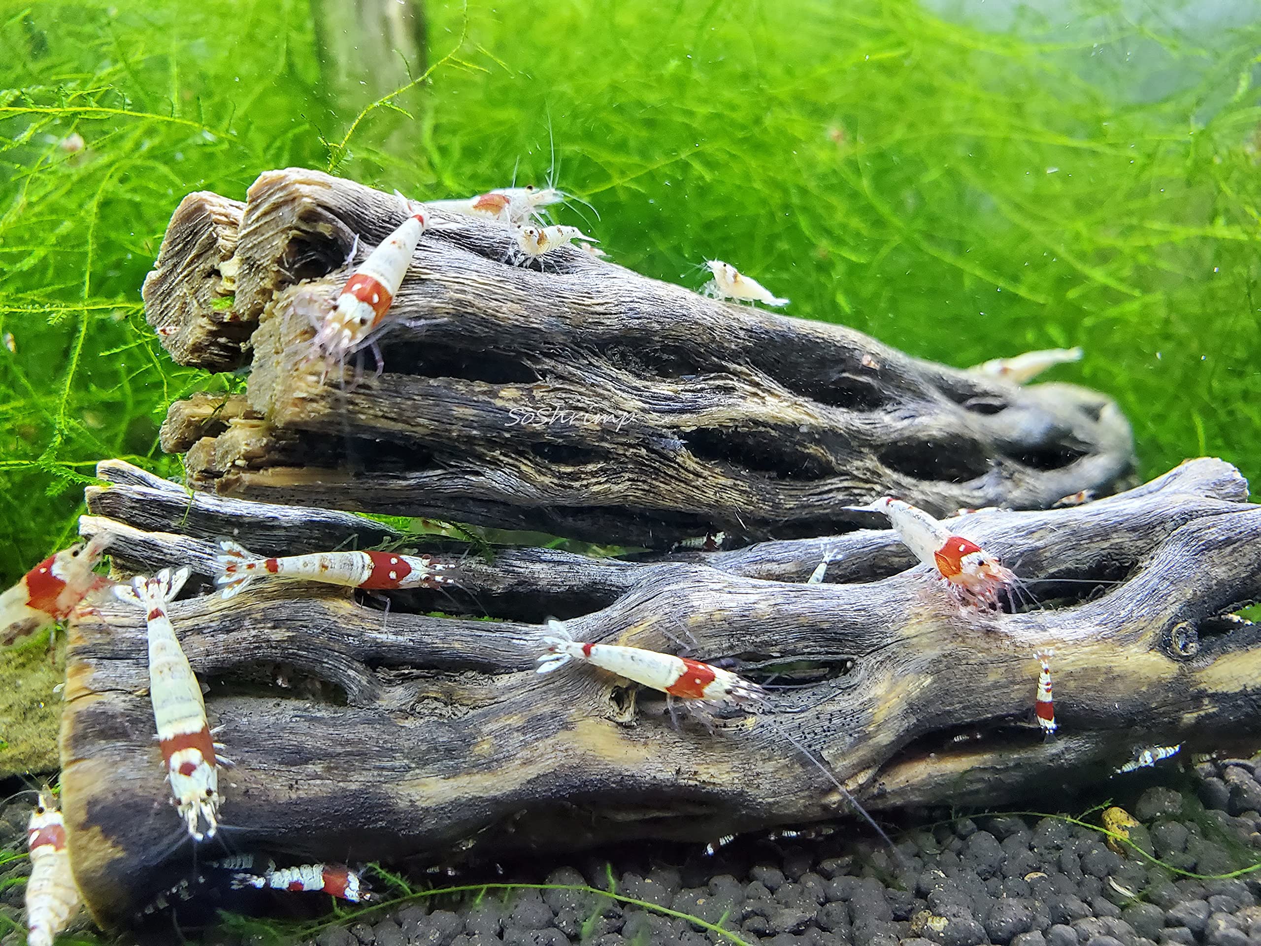 SoShrimp cholla wood aquarium scene showcasing a natural setup for active behavior.
