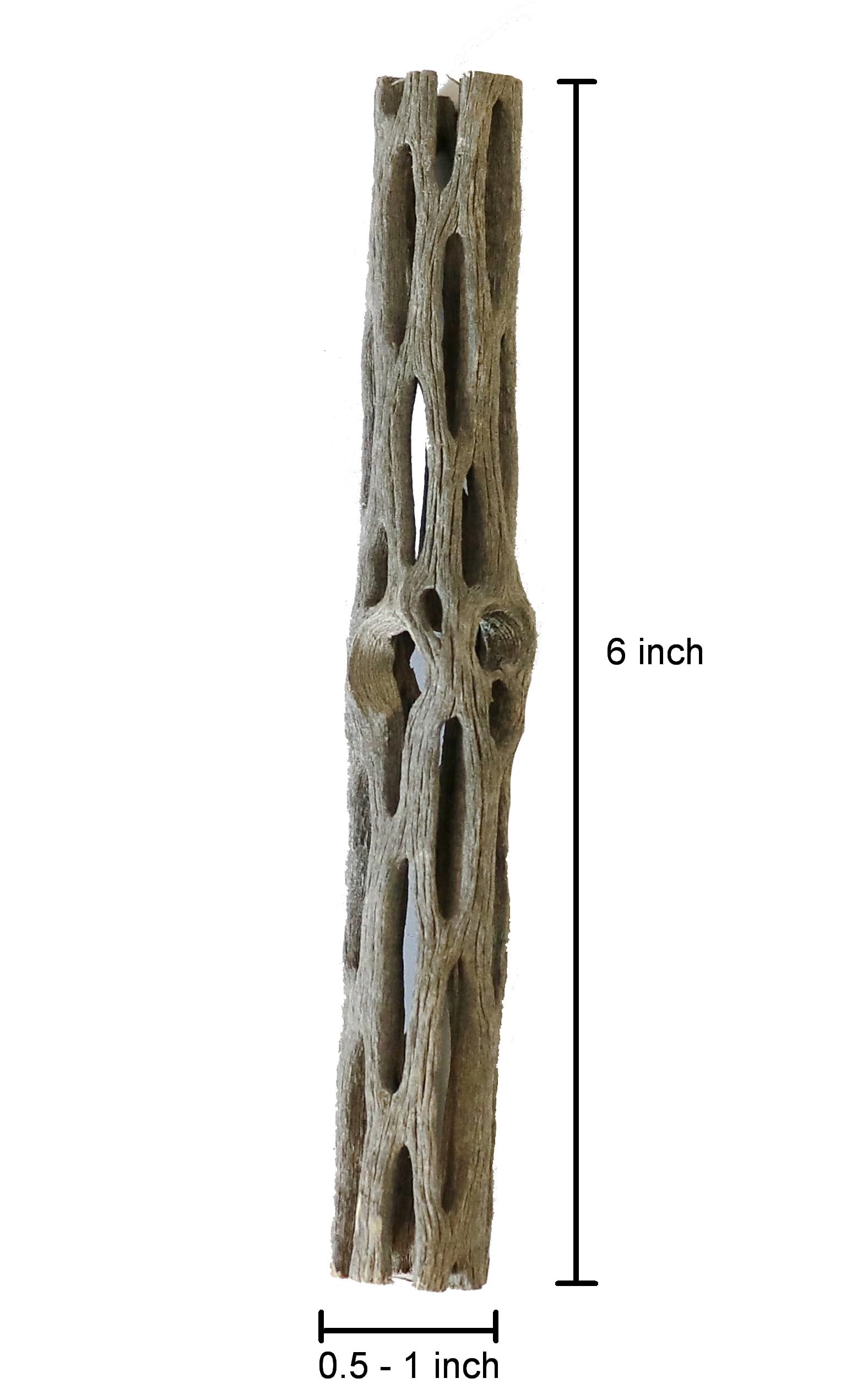 SoShrimp cholla wood packaging display demonstrating organized tank-ready setup.
