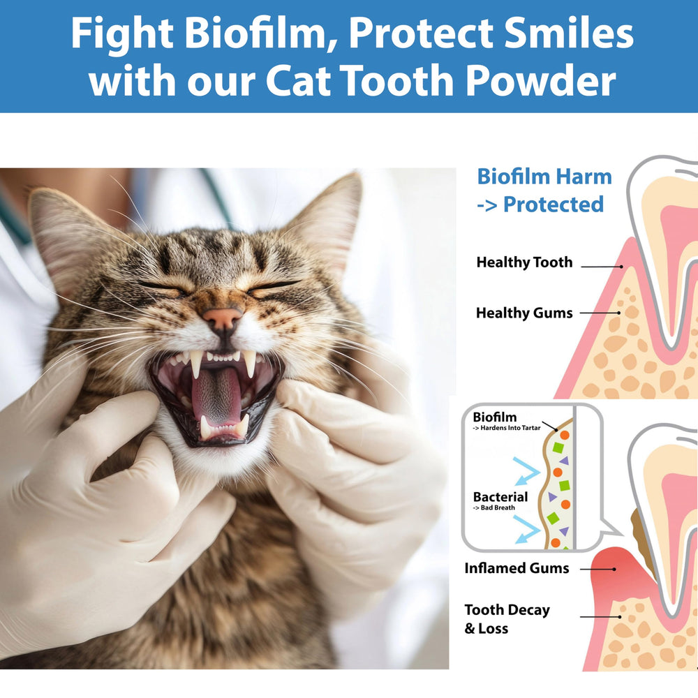 Spanielbuns cat teeth and gums close-up for healthier mouth.