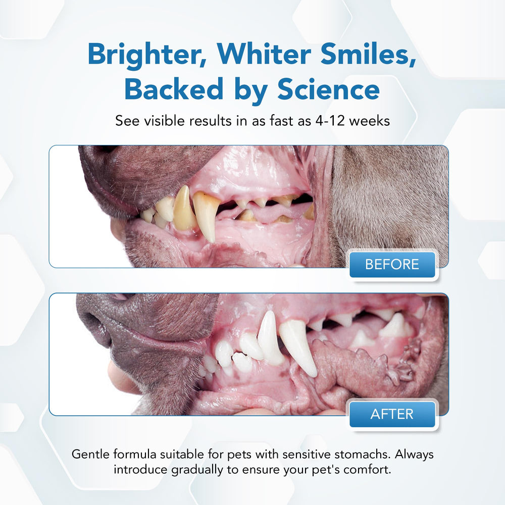 Powder sprinkled on dog food to support daily oral care.