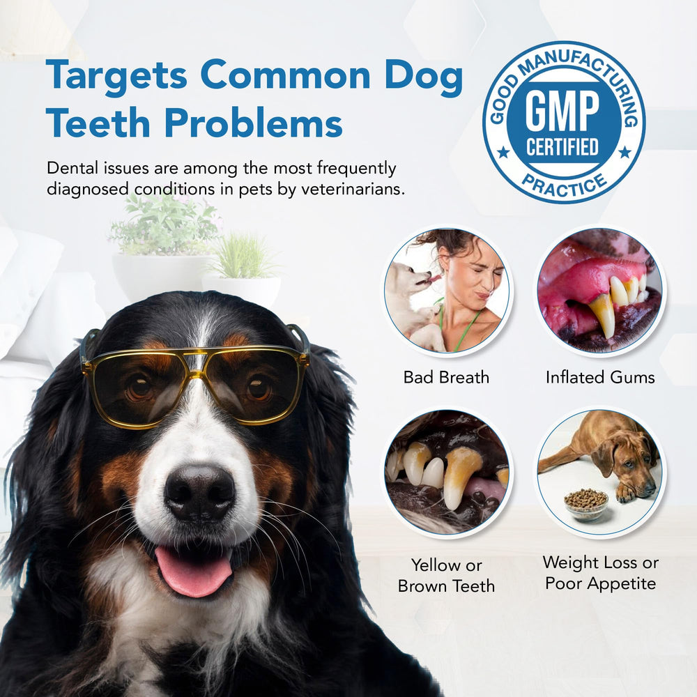 Happy dog after using Spanielbuns dental powder for cleaner breath.