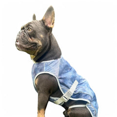 Spark Paws cooling vest on a dog during a sunny walk for cooling relief