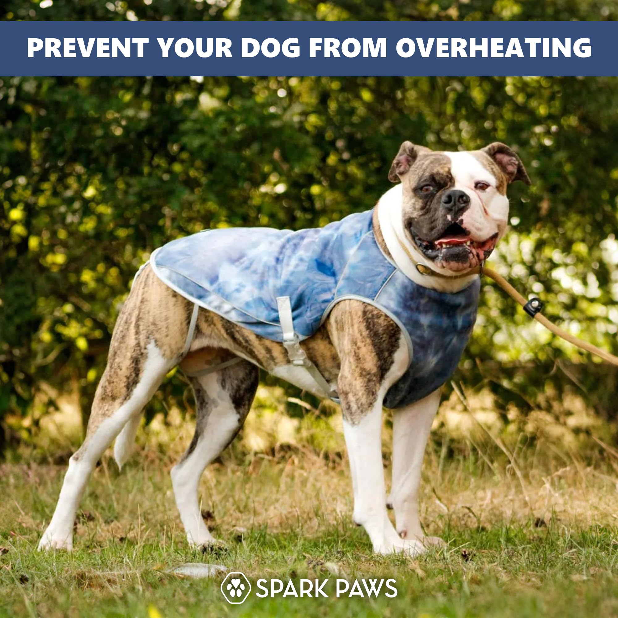 Reflective trim on Spark Paws cooling vest increasing nighttime visibility