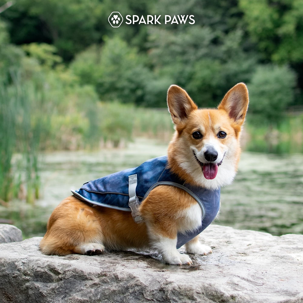 Wet and reactivated Spark Paws cooling vest enabling longer outdoor fun