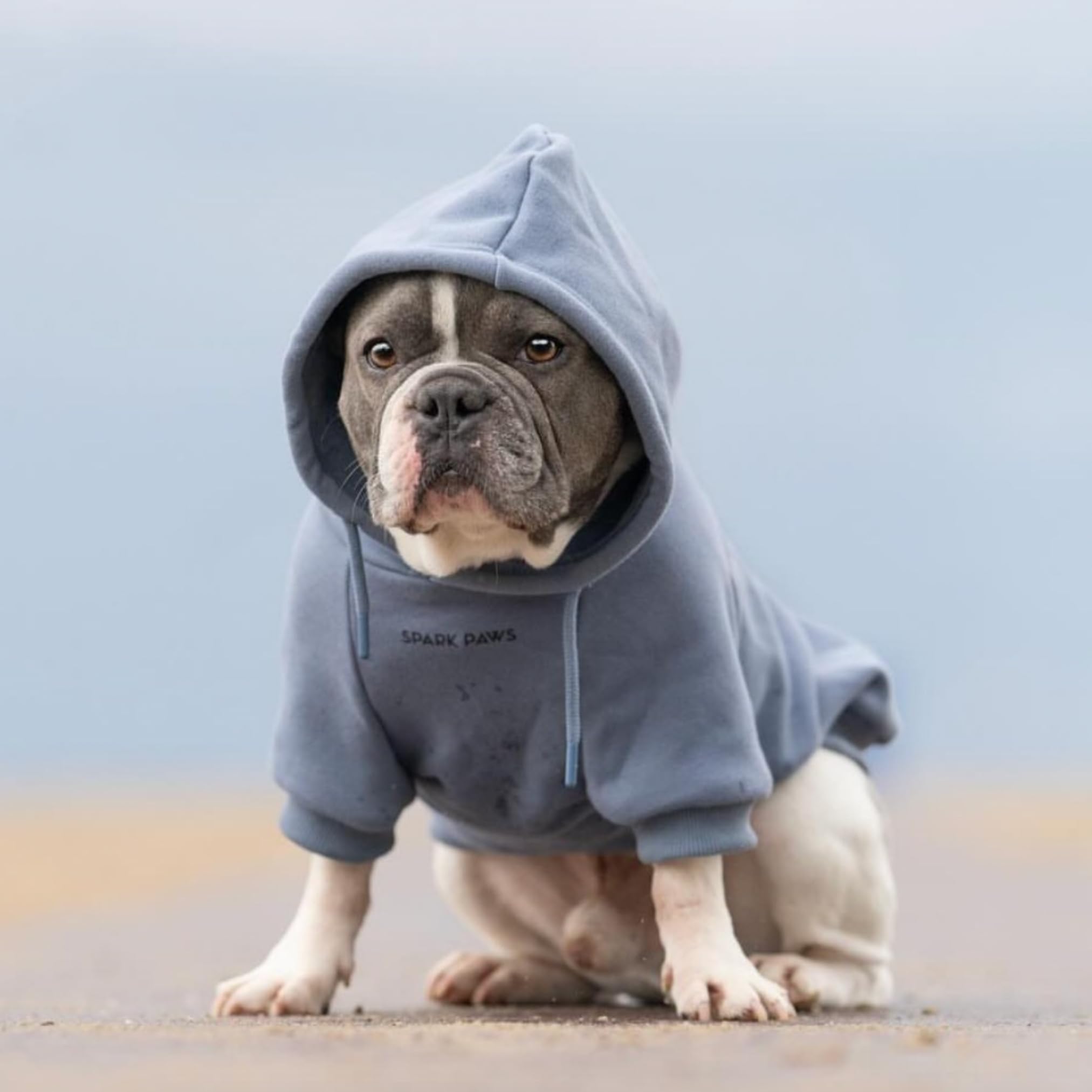 Spark Paws broad-chest fit hoodie for French Bulldogs and Labs