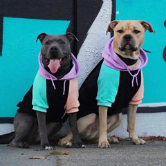 Spark Paws dog hoodie features discreet leash opening for easy attachment