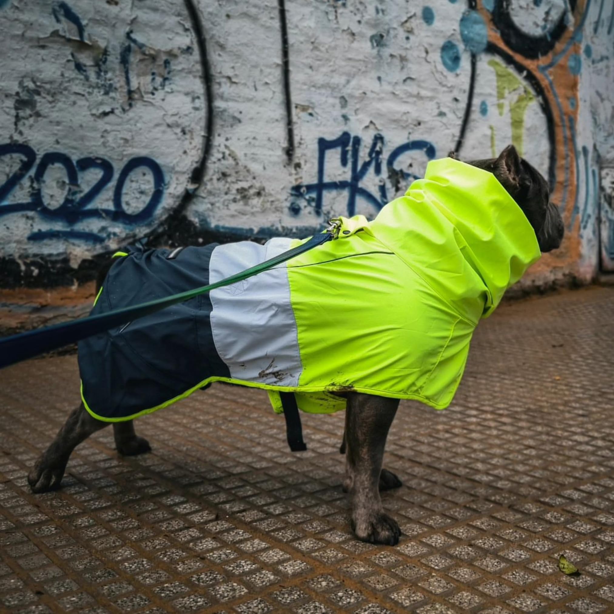 Spark Paws hind-leg toggle enables easy bathroom breaks.