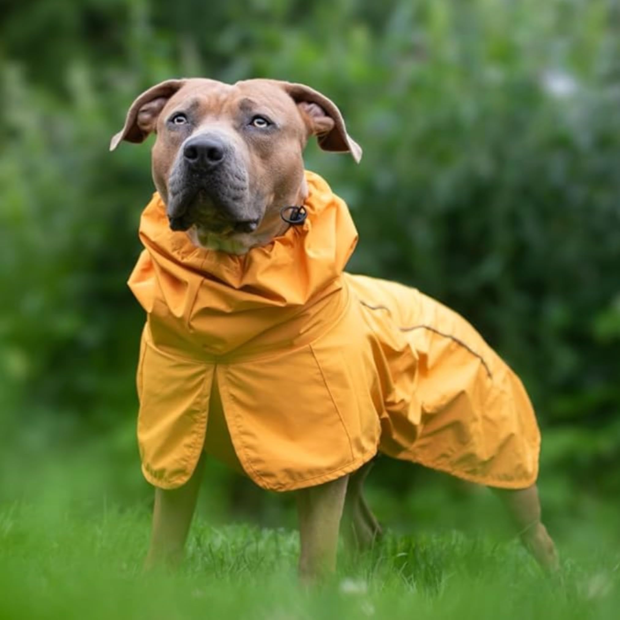 Spark Paws neck wrap and hind-leg toggle aid dry face and easy potty breaks.