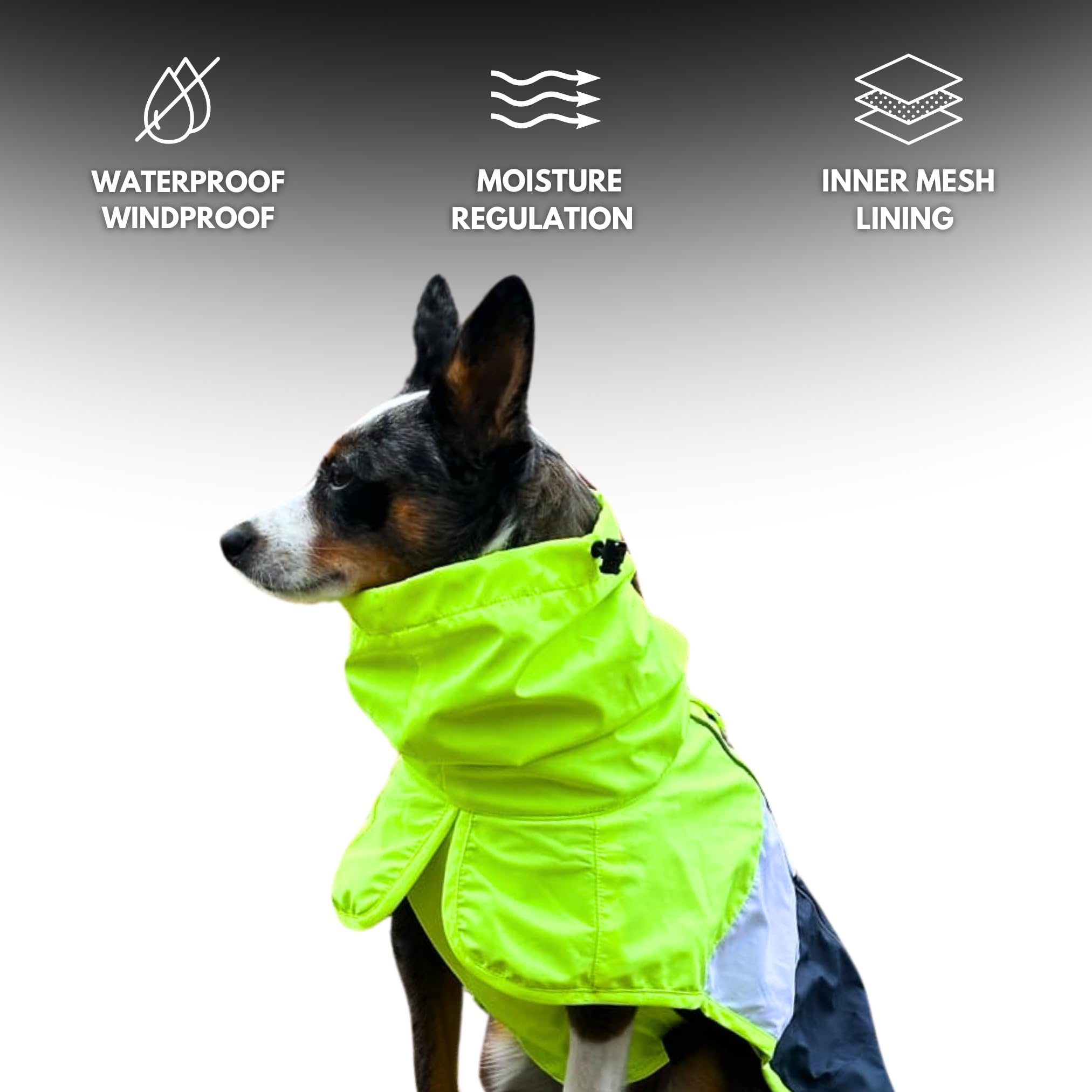 Spark Paws raincoat with reflective strips boosts nighttime visibility during walks.
