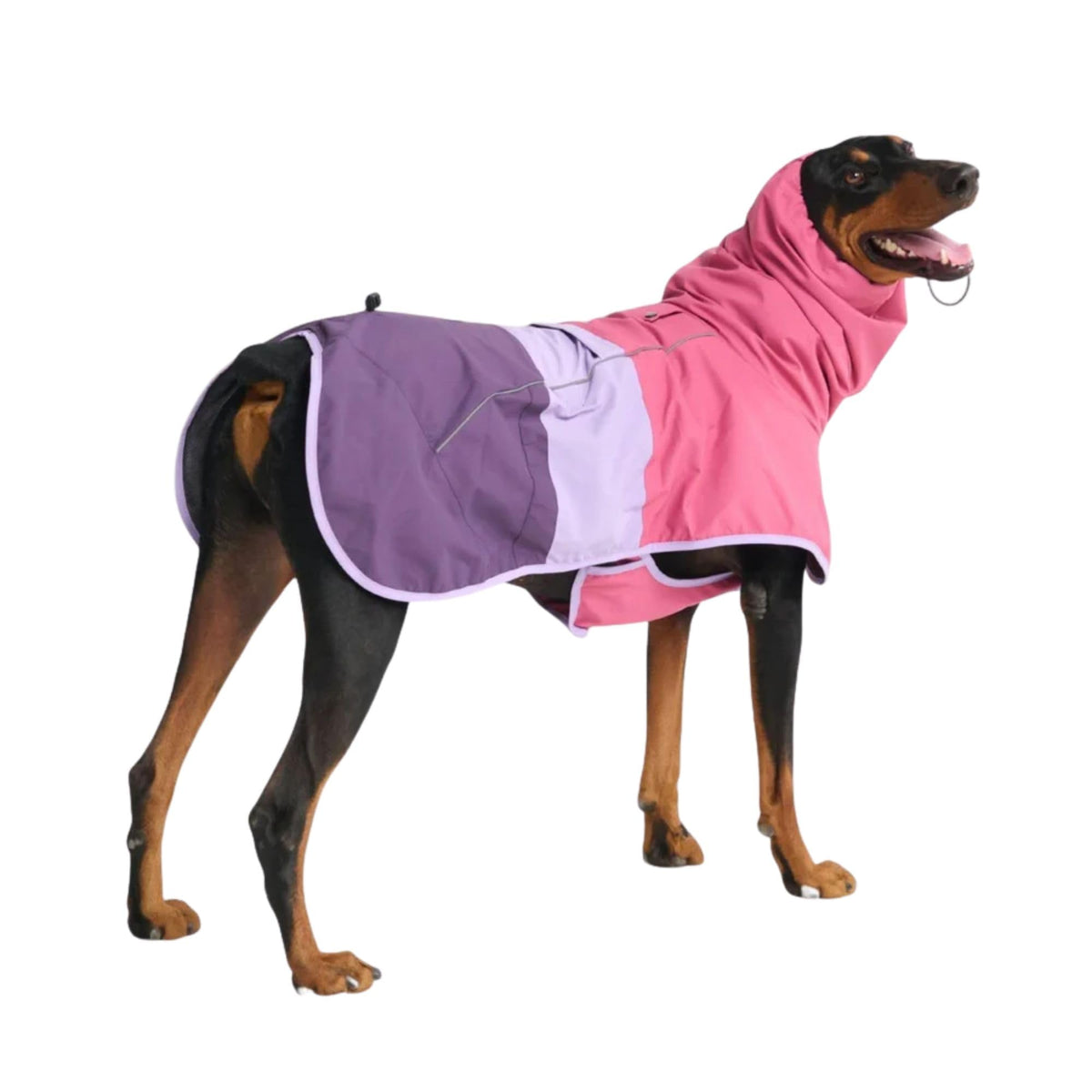 Spark Paws raincoat side buckle for easy-on wear during walks.