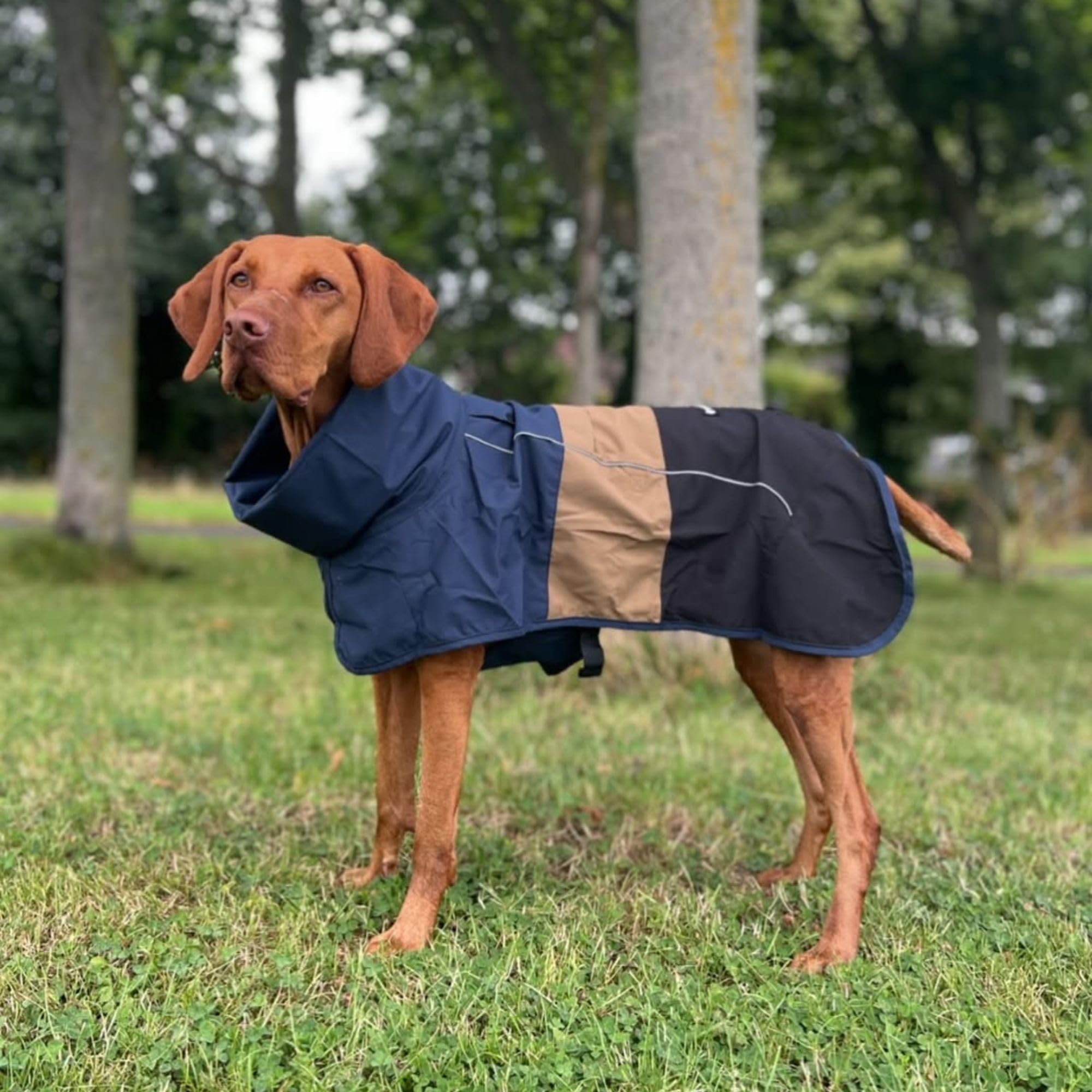Spark Paws hind-leg toggle enables easy bathroom breaks.