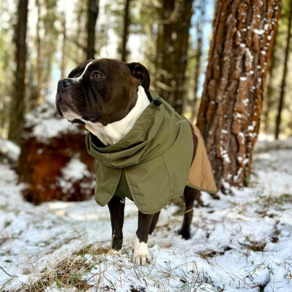 Hind leg toggle on Spark Paws raincoat enables easy bathroom breaks
