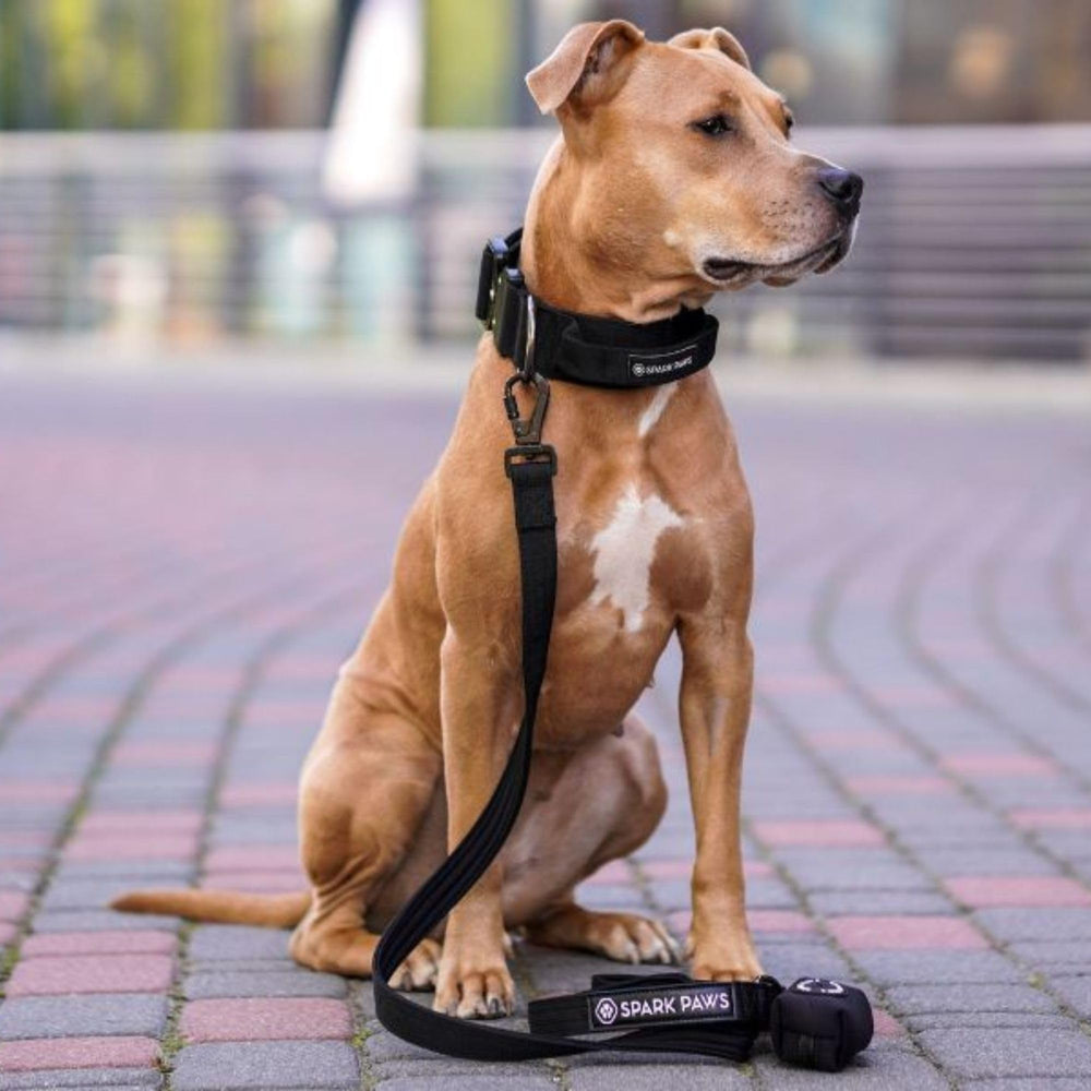 Spark Paws lime wave leash with secure attachment for peace of mind outdoors