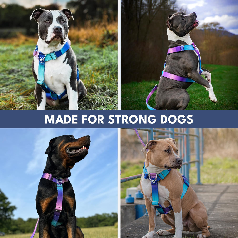 Spark Paws 90s retro design adds stylish appeal to walks