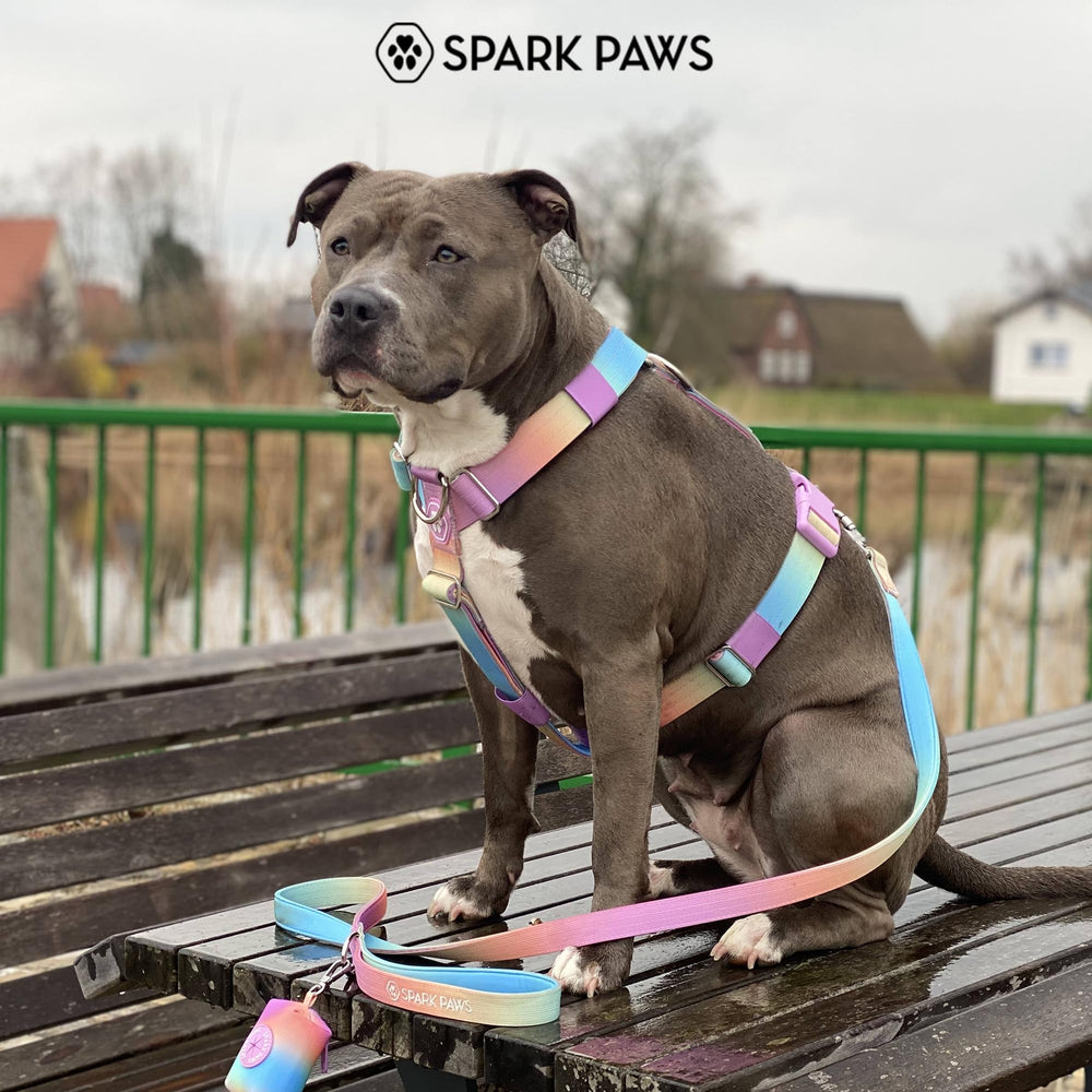 Spark Paws complete set with collar and leash for coordinated control