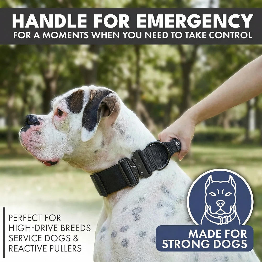 Durable nylon strap and metal buckle on Spark Paws collar for lasting reliability.