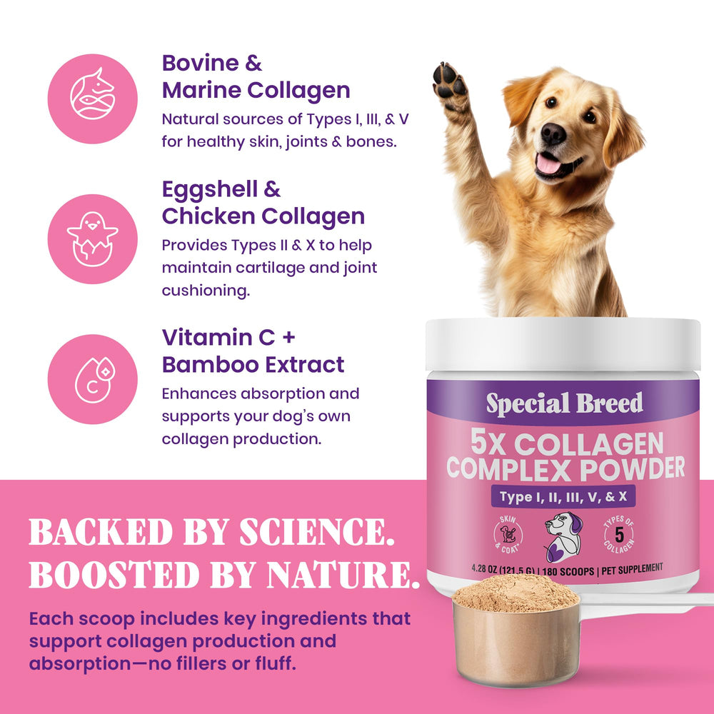 Special Breed 5X Collagen powder blending into dog food.