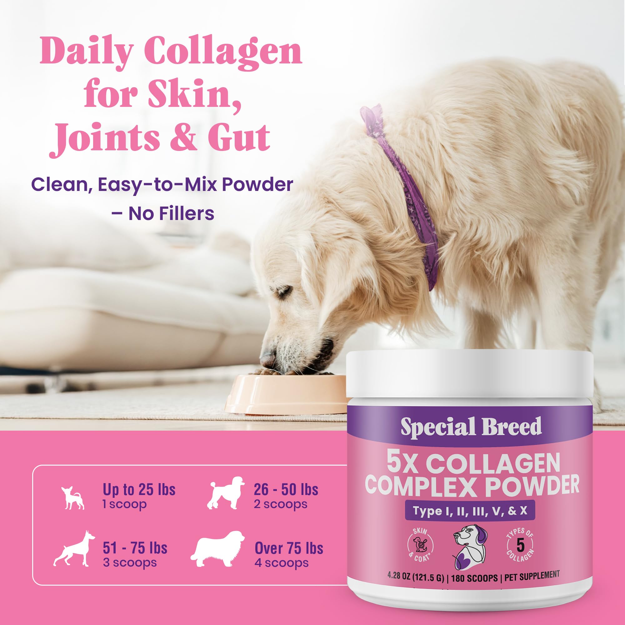 Special Breed 5X Collagen powder aids gut health.