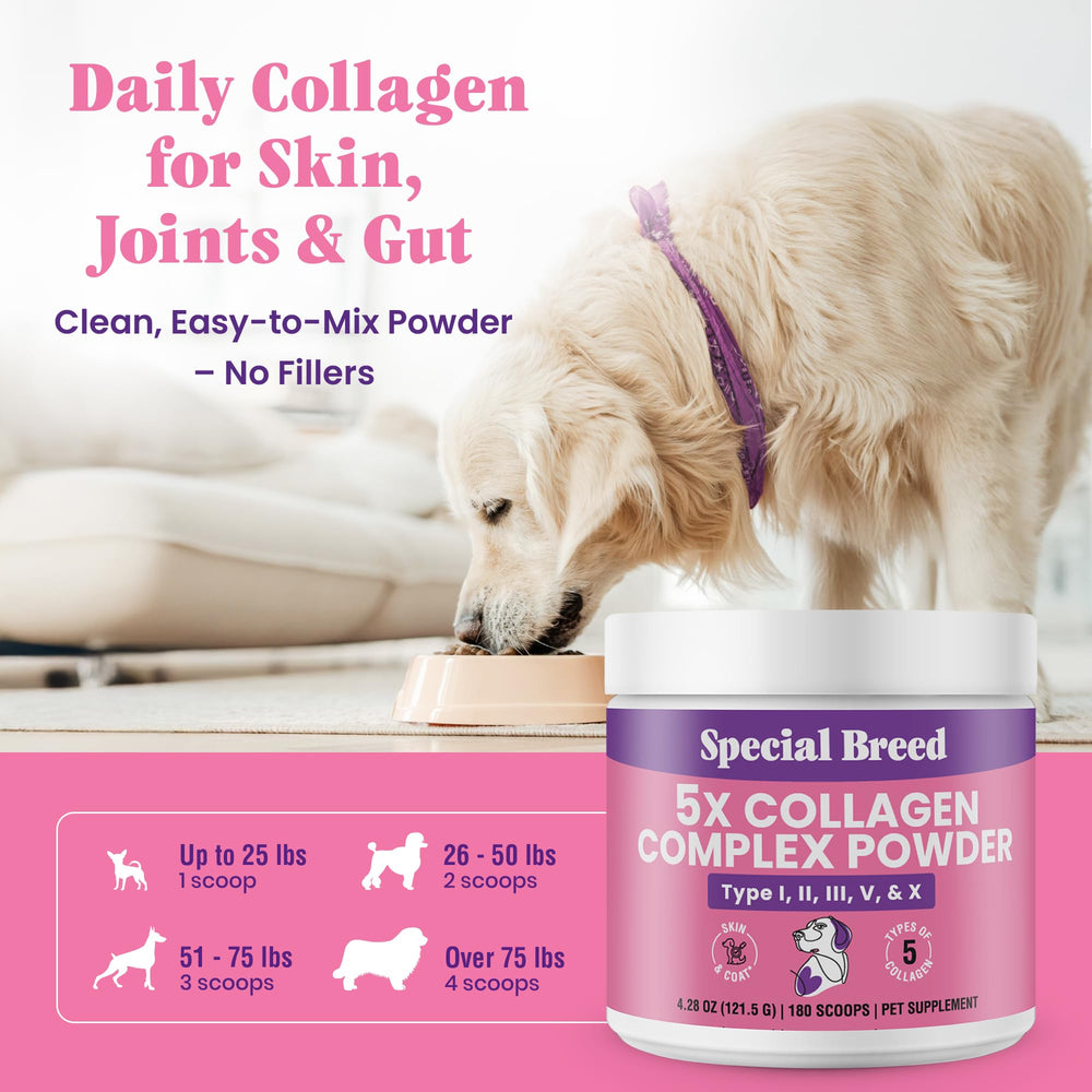 Special Breed 5X Collagen powder aids gut health.