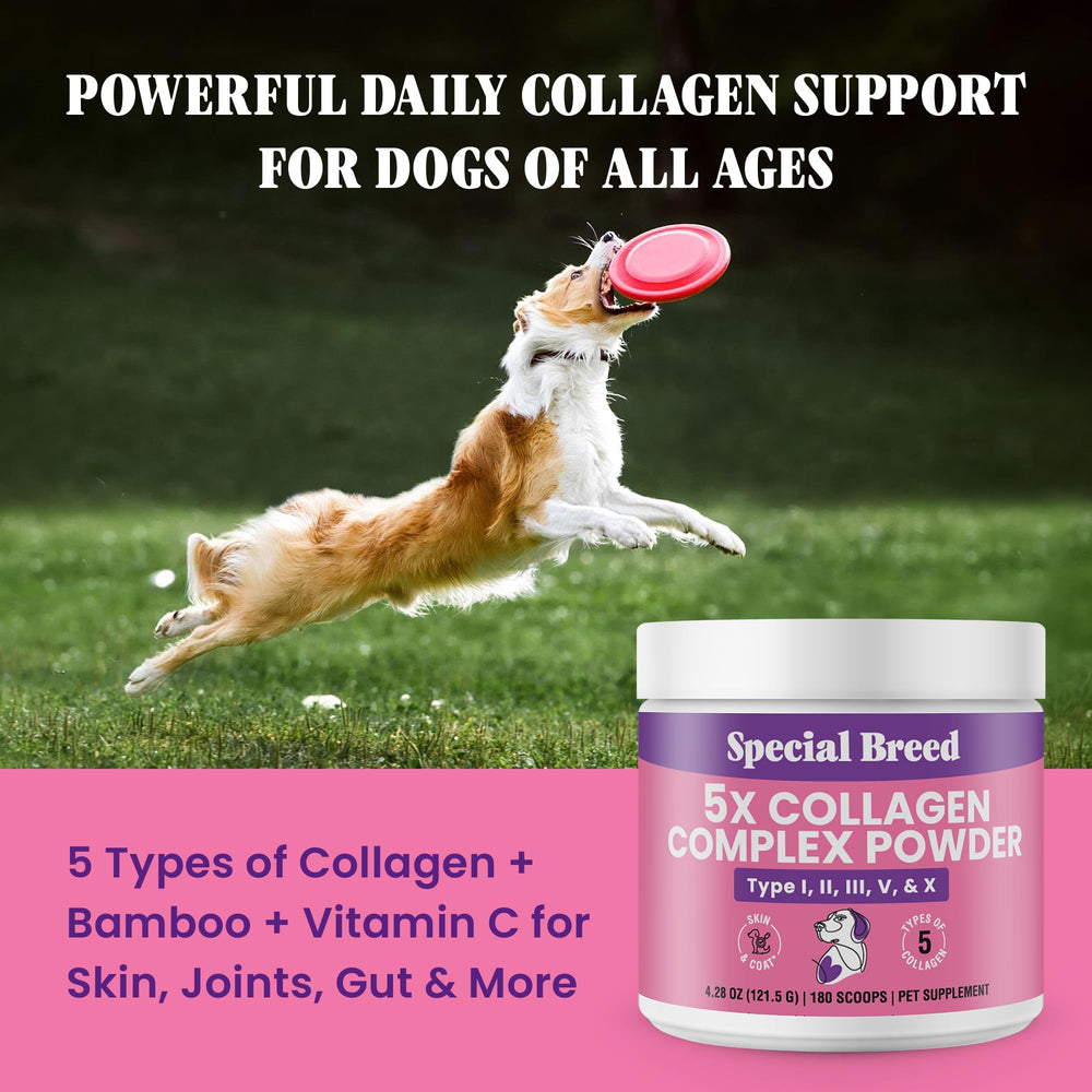 Special Breed 5X Collagen powder supports joints for active dogs.