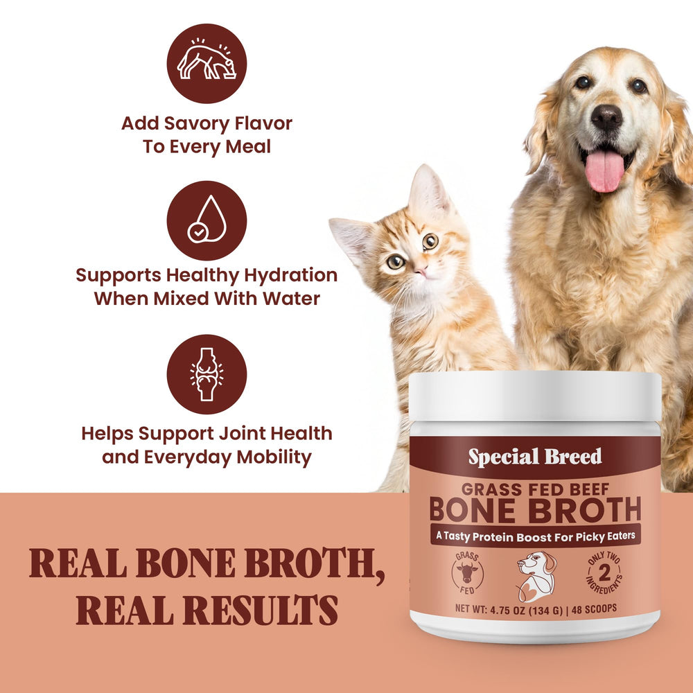 Special Breed bone broth powder in a dog bowl with kibble to entice picky eaters