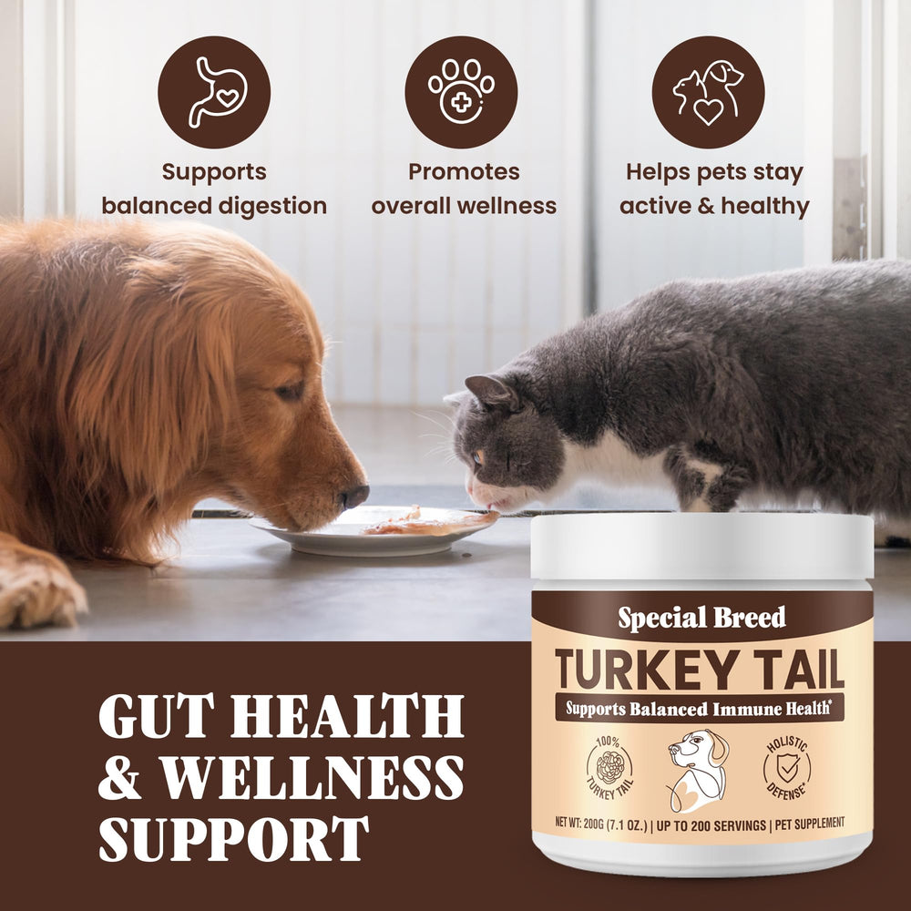 Special Breed cat bowl with turkey tail powder for digestive support