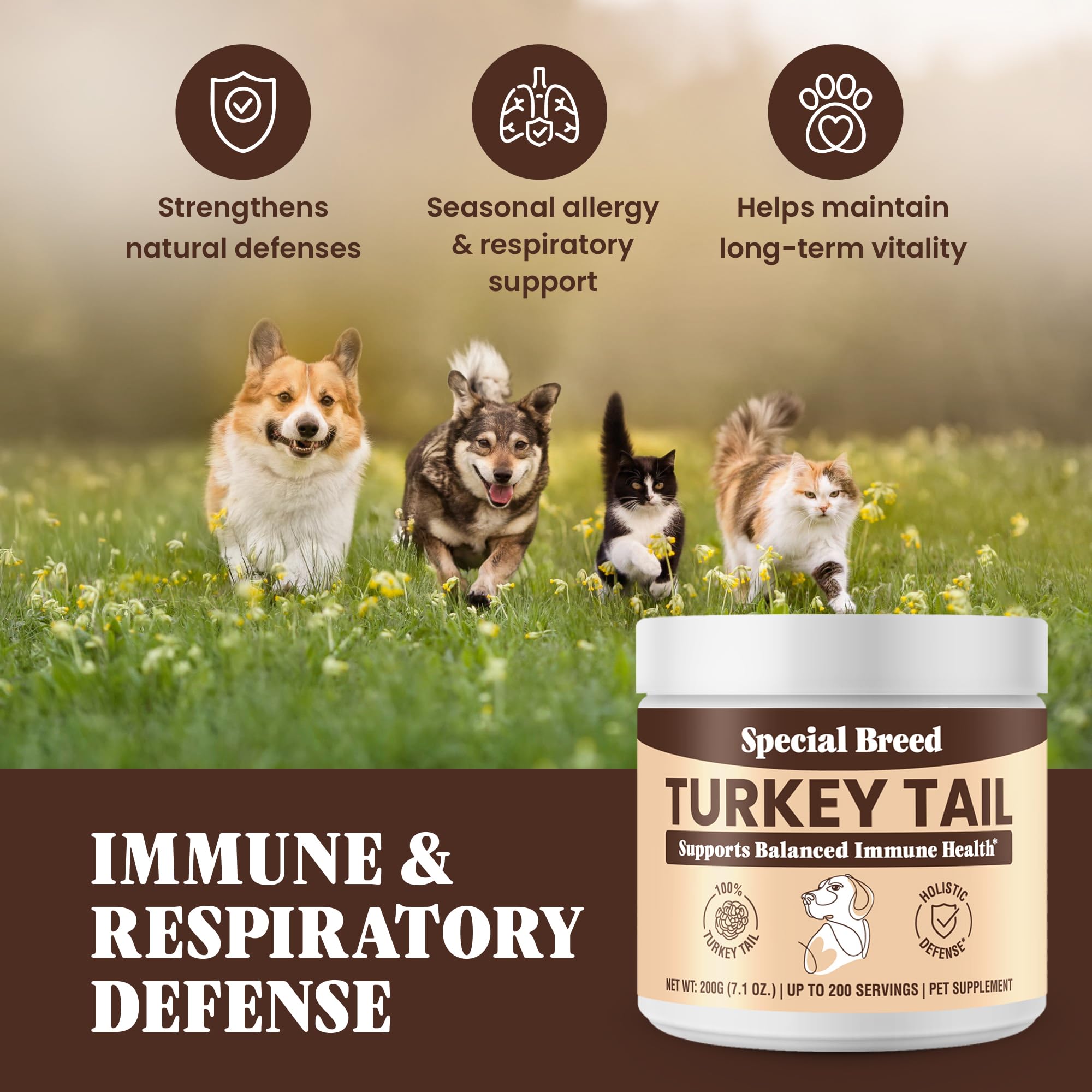 Special Breed dog bowl with turkey tail powder in meal