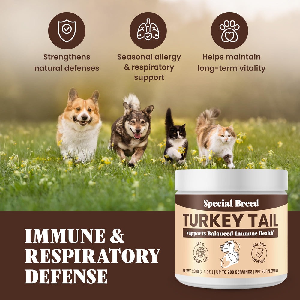 Special Breed dog bowl with turkey tail powder in meal