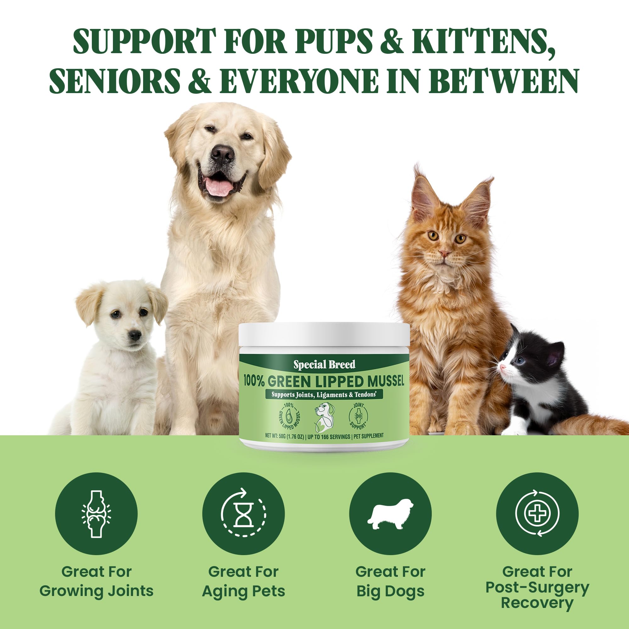 Special Breed Green Lipped Mussel Powder cat-serving on meal time