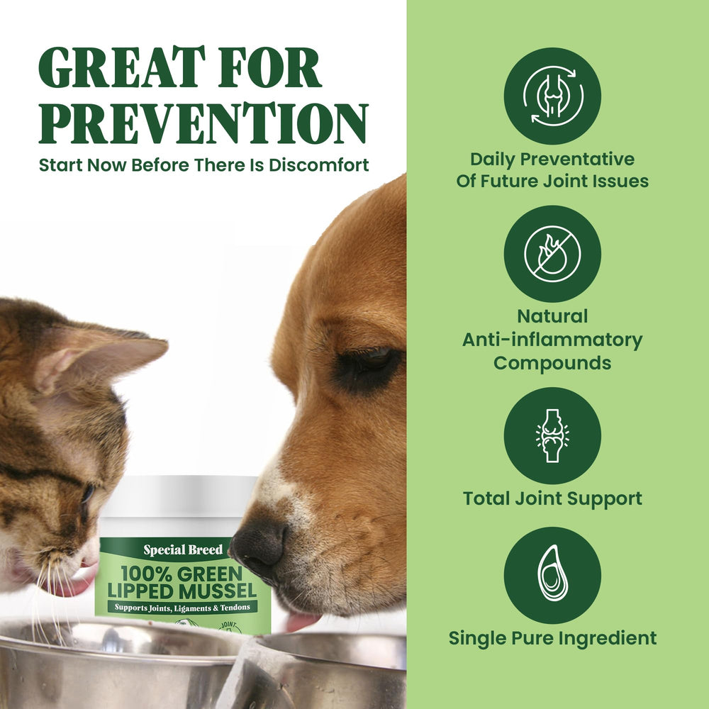 Special Breed Green Lipped Mussel Powder cat serving supports hip and joint health.